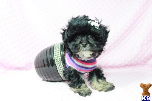 lvpuppyheaven Picture 1